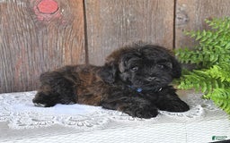 Havapoo dogs for sale: Lark - Image 8