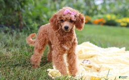 Miniature Poodle dogs for sale: Leah - Image 15