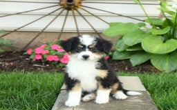 Mini Bernedoodle dogs for sale: Paris - Image 7