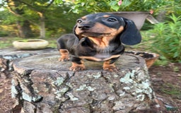 Miniature Dachshund dogs for sale: Lucy - Image 6