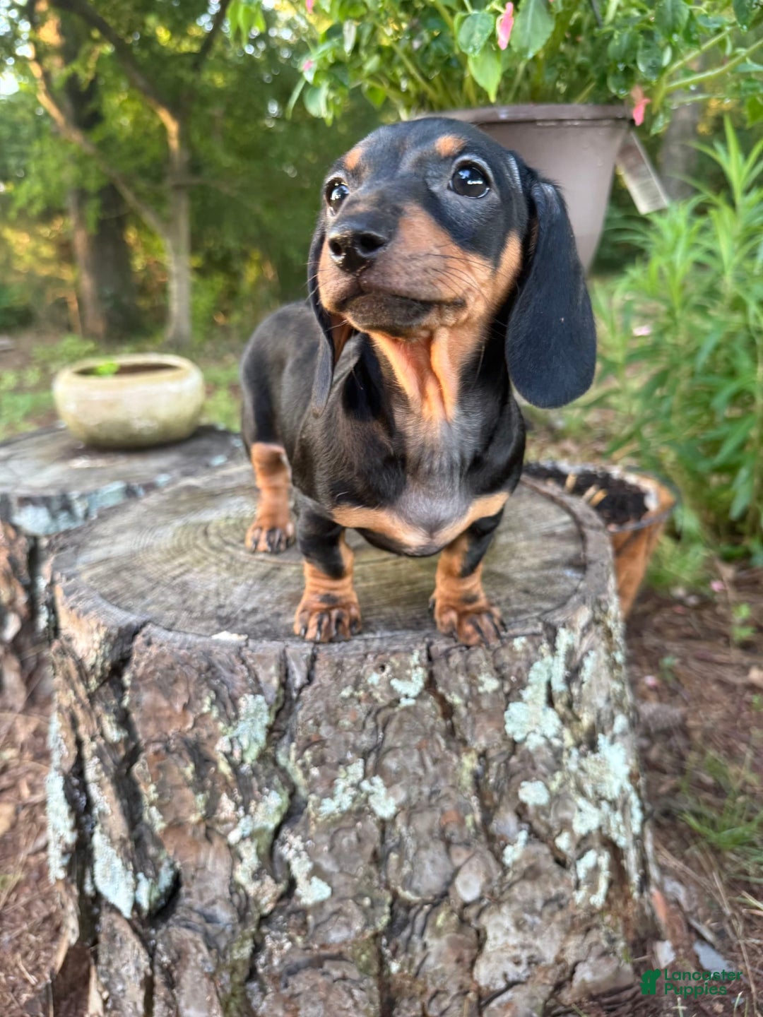 Miniature Dachshund dogs for sale: Lucy - Image 6