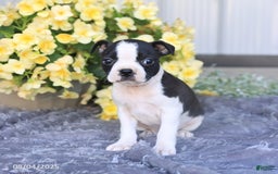 Boston Terrier dogs for sale: Heather - Image 3