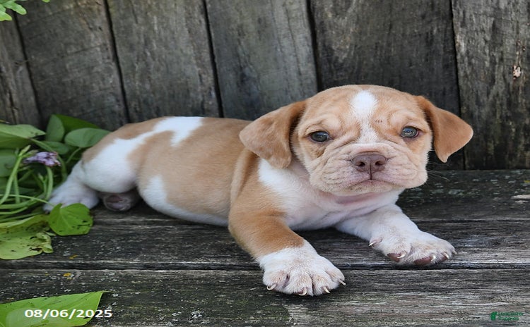 Beabull dogs for sale - Ad 5