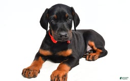 Doberman Pinscher dogs for sale: Mason - Image 7