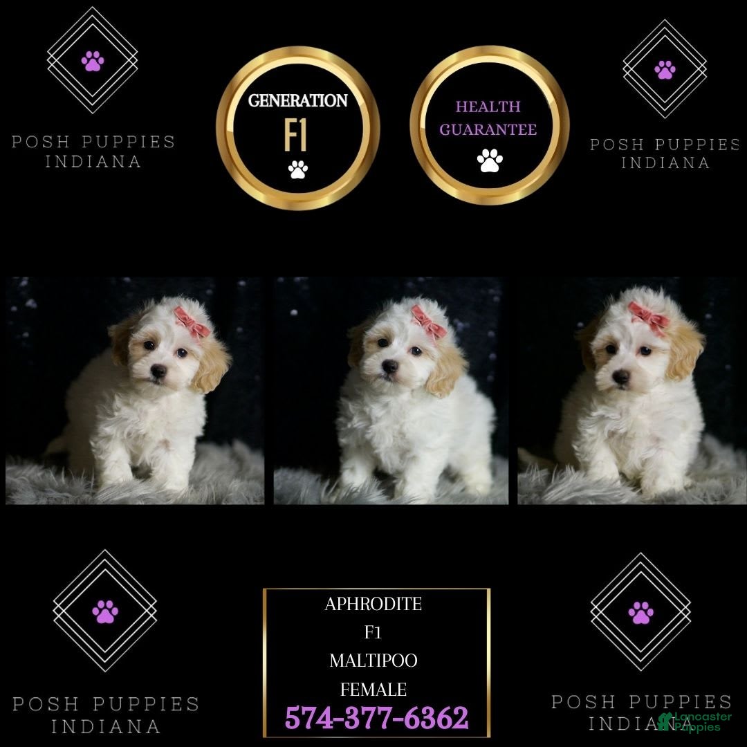 Maltipoo dogs for sale: Aphrodite - Image 1