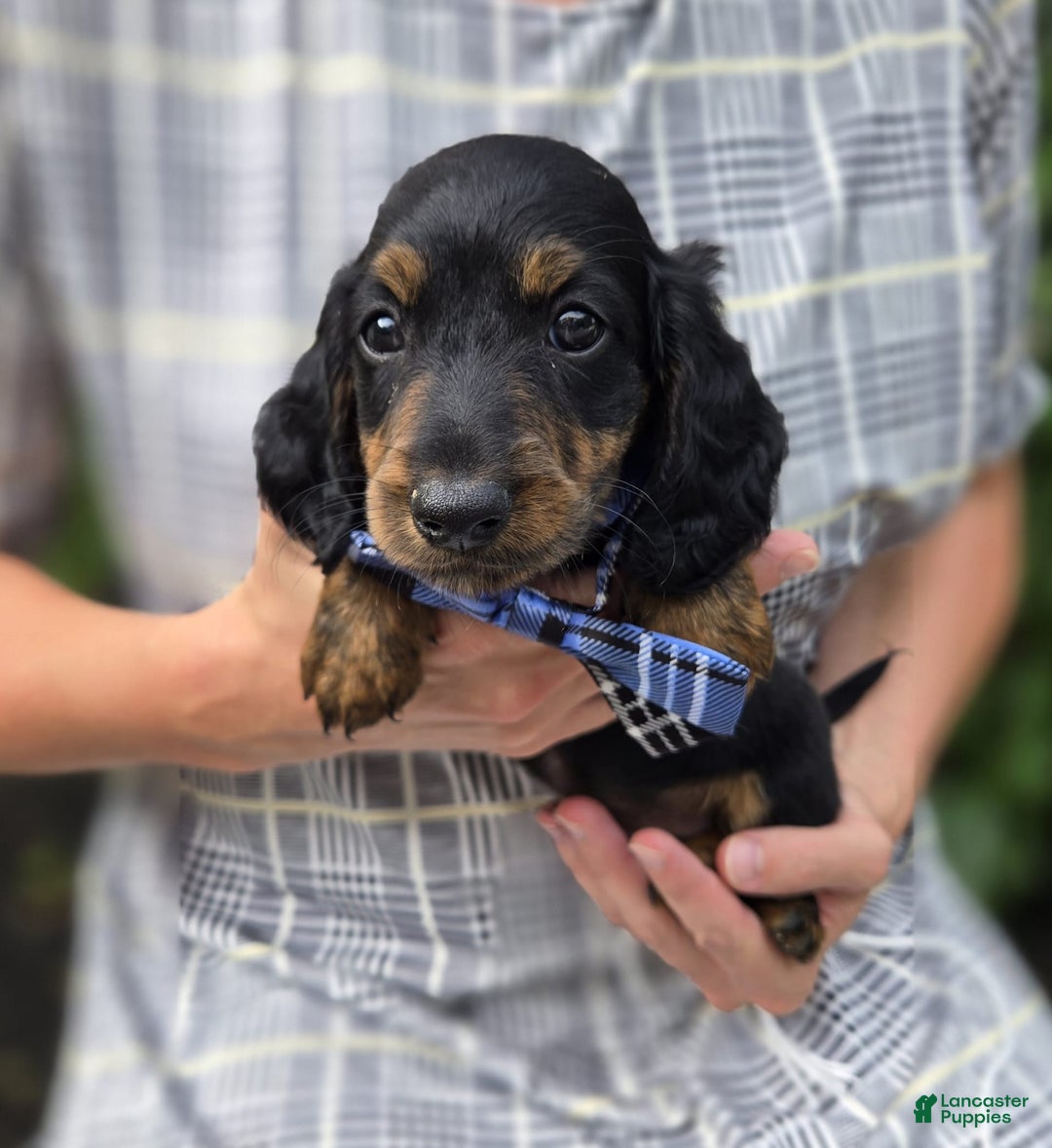 Miniature Dachshund dogs for sale: Bingo - Image 2