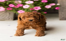  dogs for sale: Mini Goldendoodle 2 puppies - Image 7