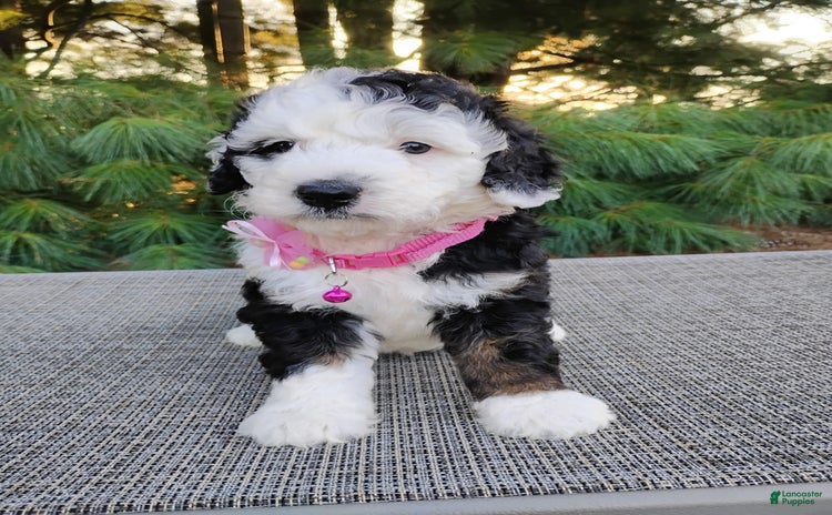 Bernedoodle dogs for sale - Ad 5