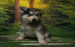 Gerberian Shepsky dogs for sale: Leo - Image 3