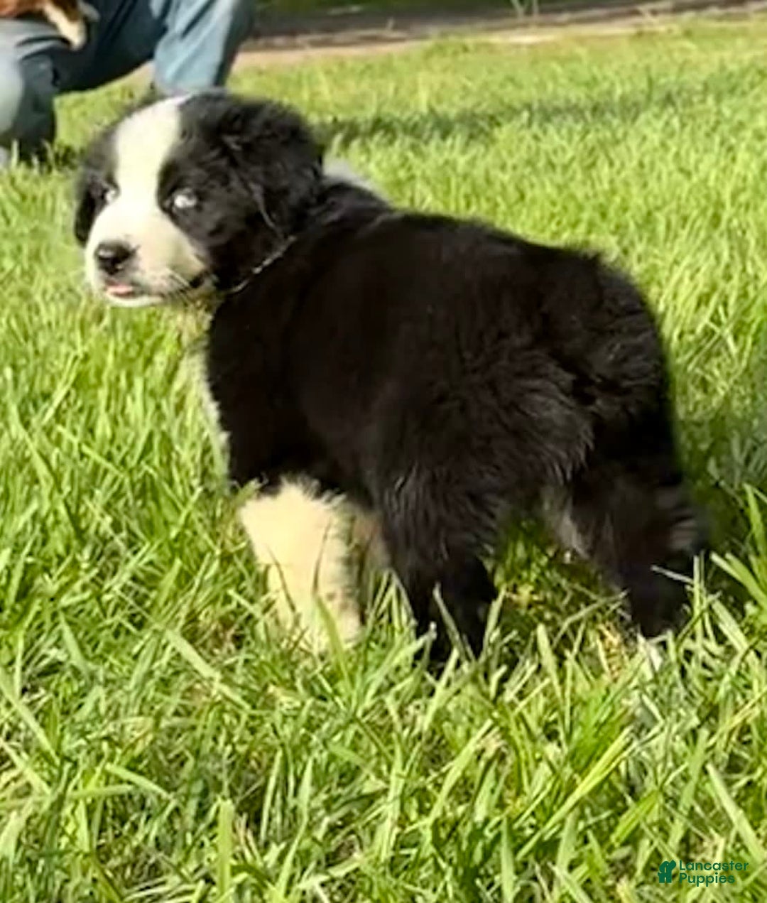 Australian Shepherd dogs for sale: L-brown - Image 1