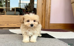 Maltipoo dogs for sale: Drew - Image 3