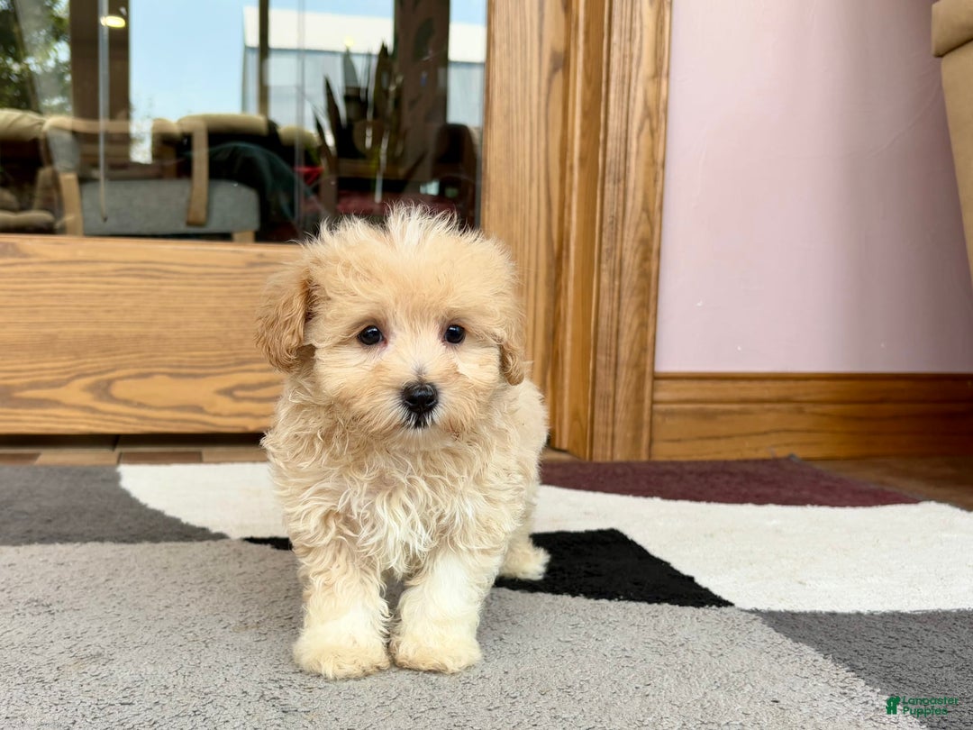 Maltipoo dogs for sale: Drew - Image 3