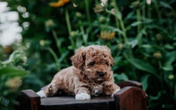 Miniature Poodle dogs for sale: Poppy - Image 4