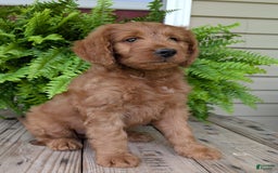 Goldendoodle dogs for sale: Ben - Image 3