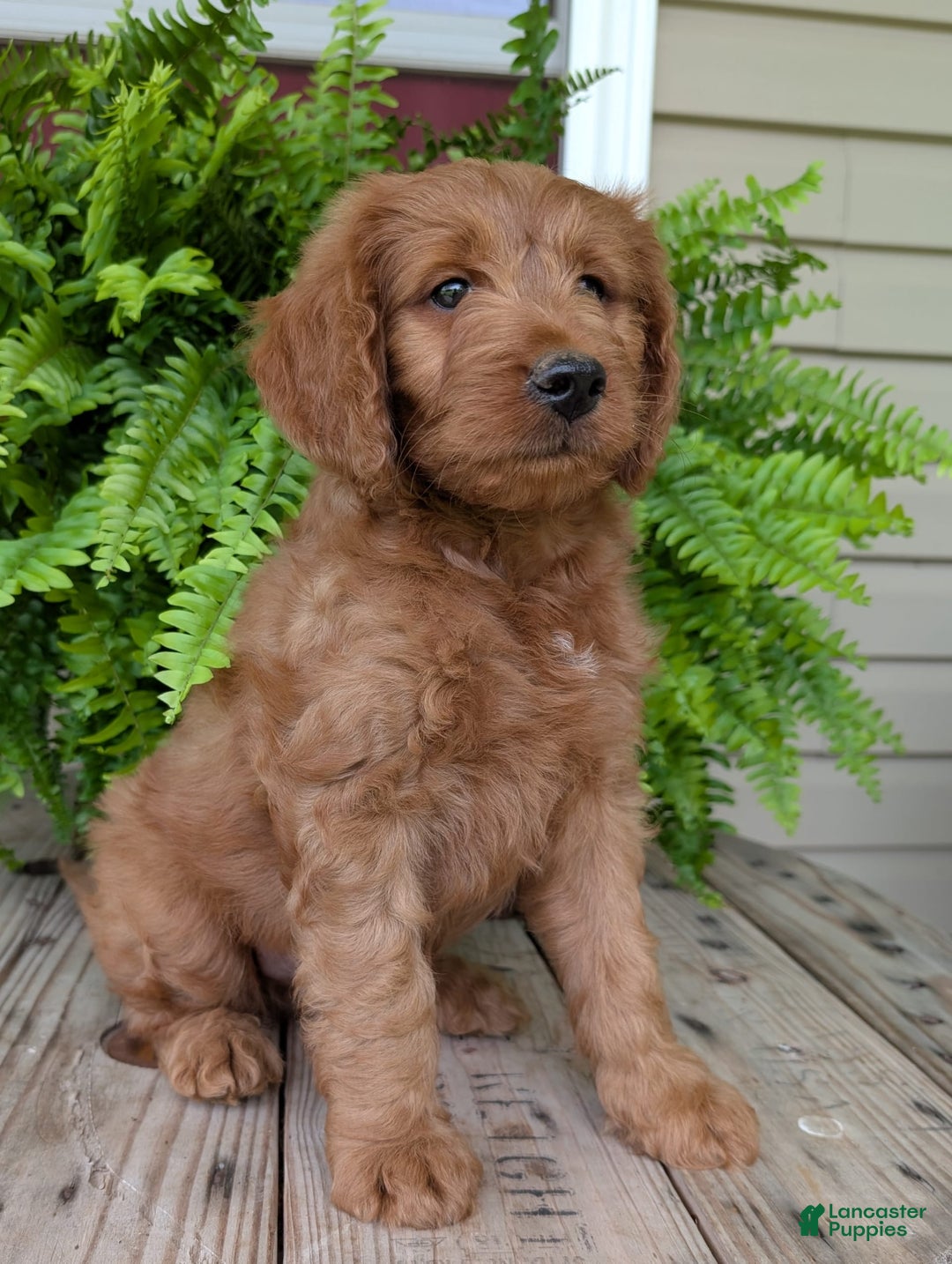 Goldendoodle dogs for sale: Ben - Image 3