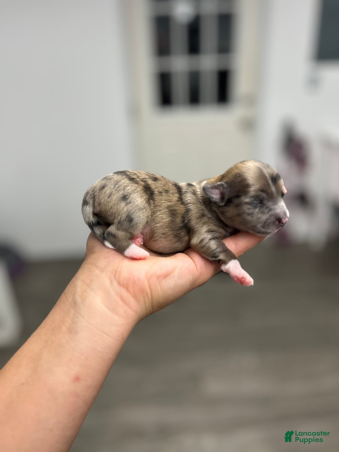 Chihuahua dogs for sale: Finn - Image 1