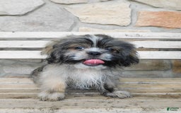 Shih Tzu dogs for sale: Max - Image 2