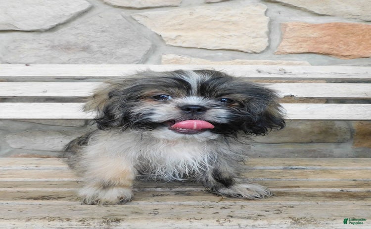 Shih Tzu dogs for sale - Ad 3