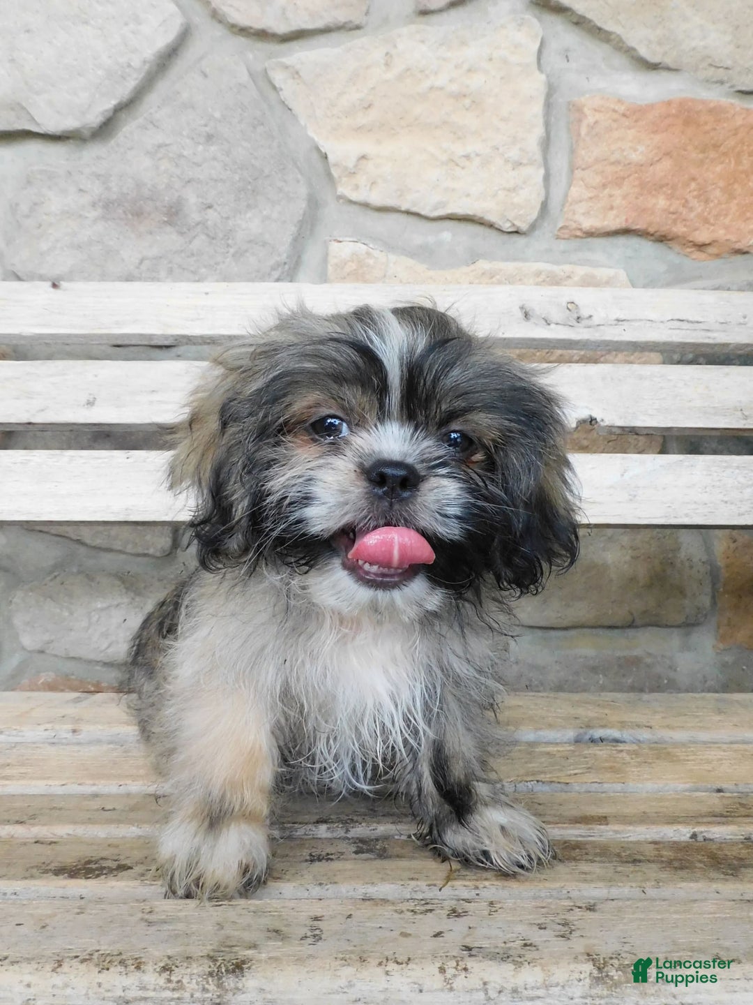 Shih Tzu dogs for sale: Max - Image 2