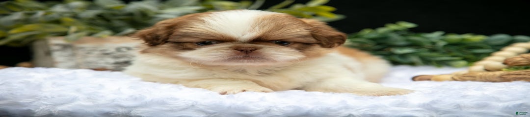 Teddy