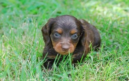 Dachshund dogs for sale: Akc Dixie - Image 6