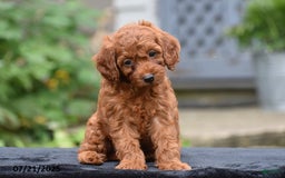 Mini Goldendoodle dogs for sale: Zoey - Image 1