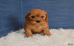 Cavapoo dogs for sale: Izaiah - Image 7