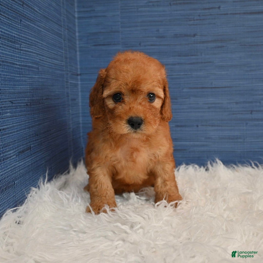 Cavapoo dogs for sale: Izaiah - Image 7