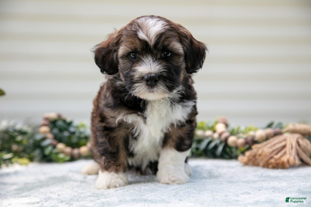 Mini Aussiedoodle dogs for sale: Ranger - Image 4