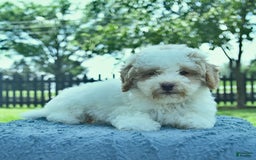 Mini Goldendoodle dogs for sale: Zane - Image 4