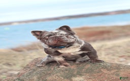 French Bulldog dogs for sale: Diana - Image 8