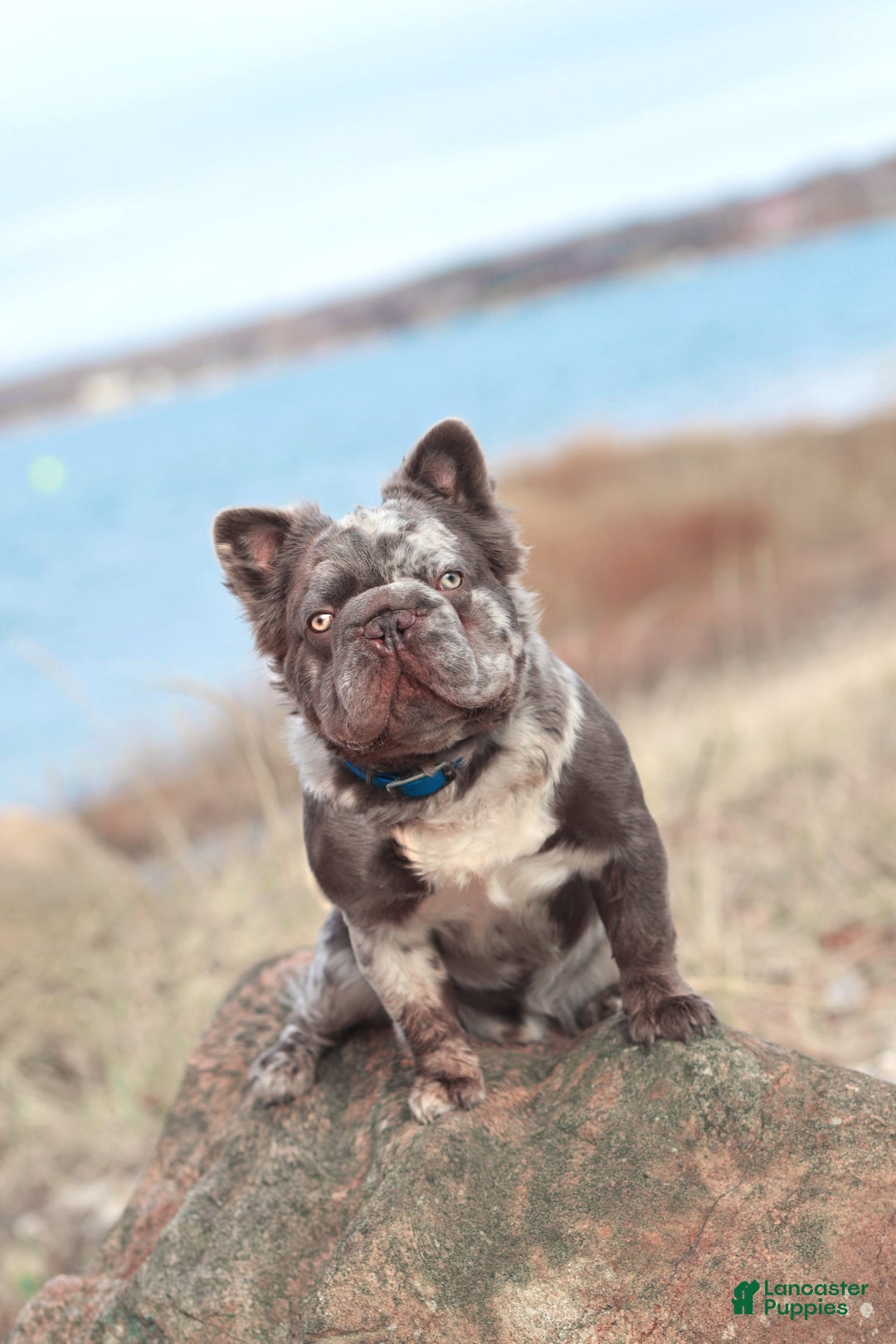 French Bulldog dogs for sale: Diana - Image 8
