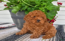 Bichpoo dogs for sale: Caspar - Image 5