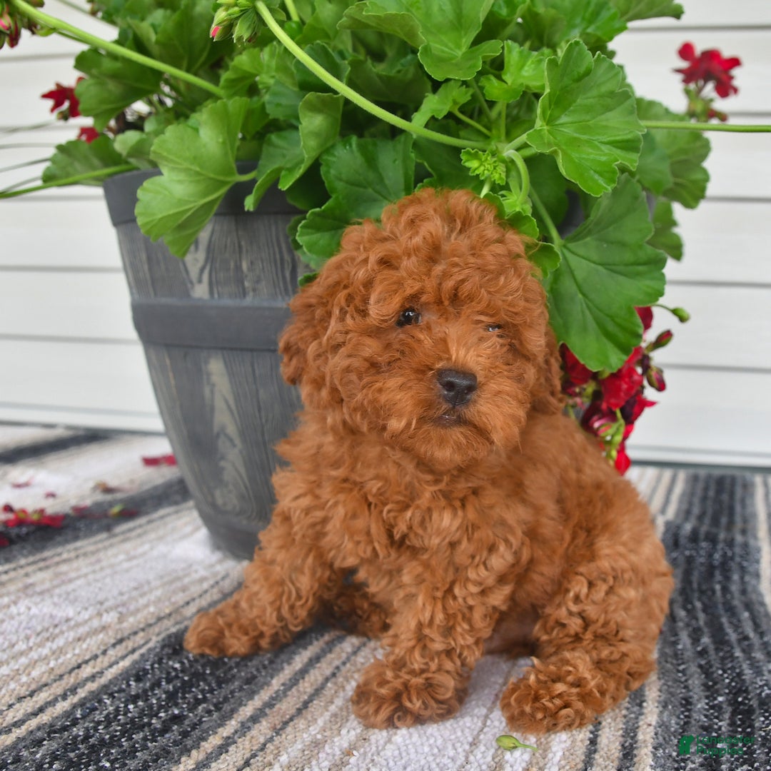 Bichpoo dogs for sale: Caspar - Image 5