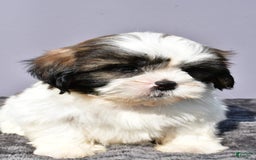 Shih Tzu dogs for sale: Unique - Image 7