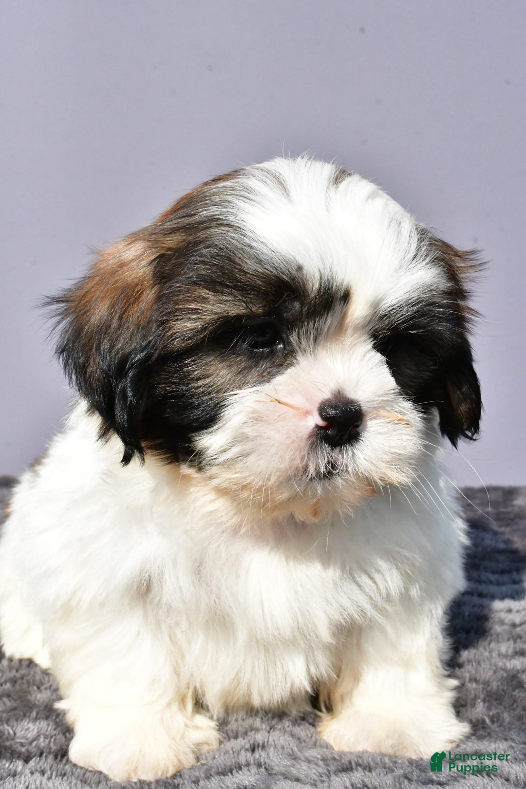 Shih Tzu dogs for sale: Unique - Image 7