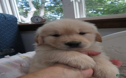 Golden Retriever dogs for sale: Hershey - Image 18