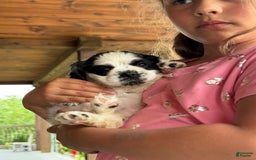Cocker Spaniel dogs for sale: Trixi - Image 2