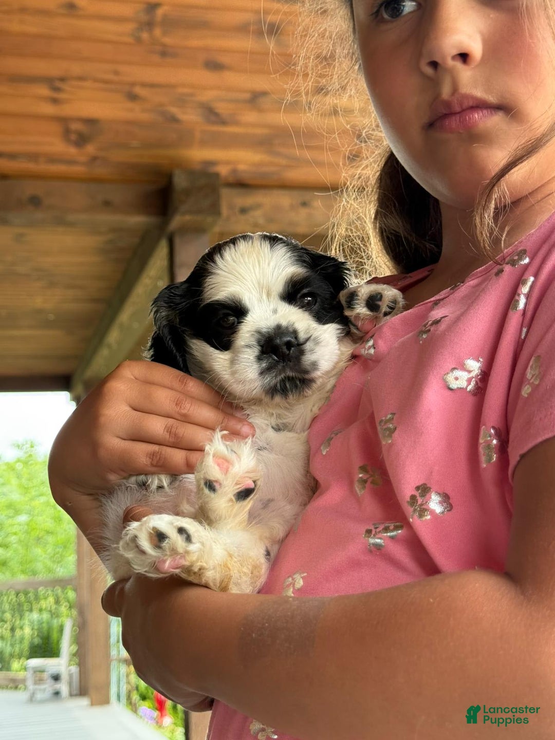 Cocker Spaniel dogs for sale: Trixi - Image 2