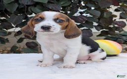 Beagle dogs for sale: Charlie - Image 3
