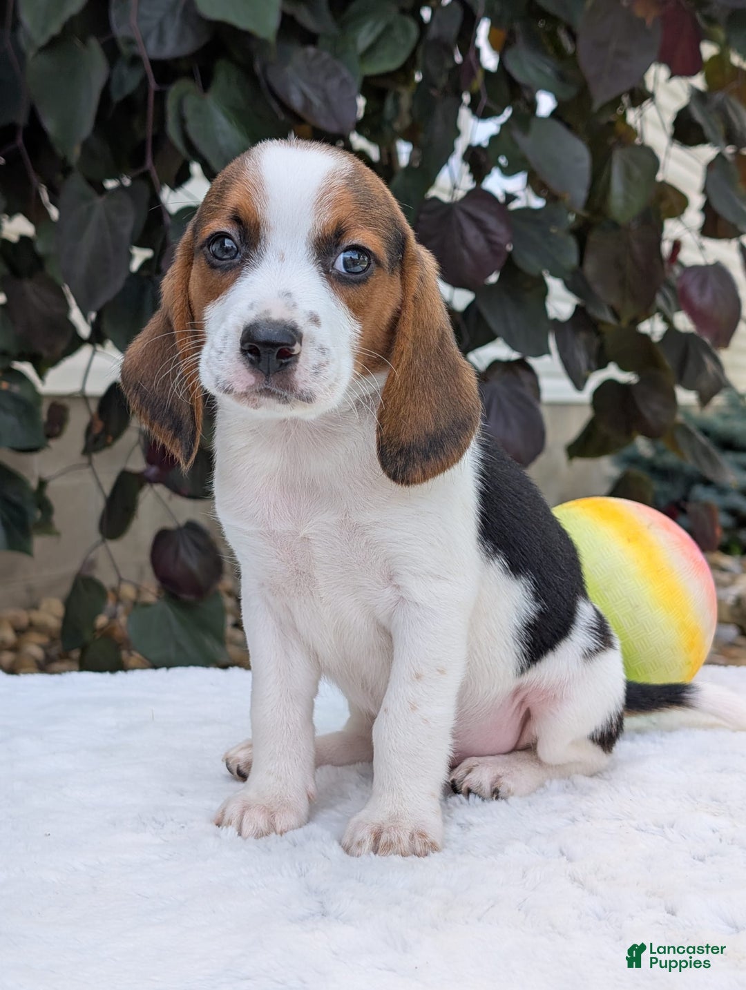 Beagle dogs for sale: Charlie - Image 3