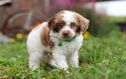 Miniature Poodle dogs for sale: Biscuit - Image 3