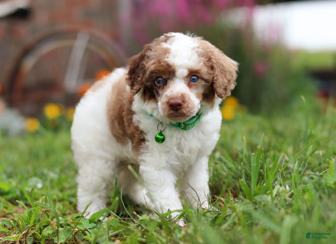 Miniature Poodle dogs for sale: Biscuit - Image 3