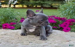French Bulldog dogs for sale: Leo - Image 4