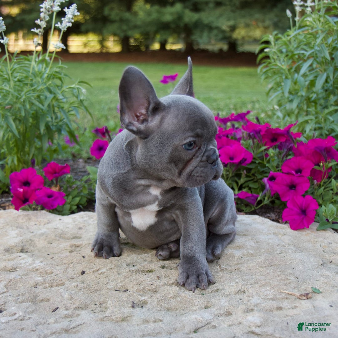 French Bulldog dogs for sale: Leo - Image 4