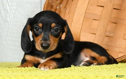 Miniature Dachshund dogs for sale: Sammy - Image 7