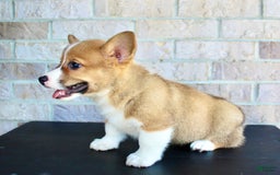 Welsh Corgi Pembroke dogs for sale: Bear - Image 5