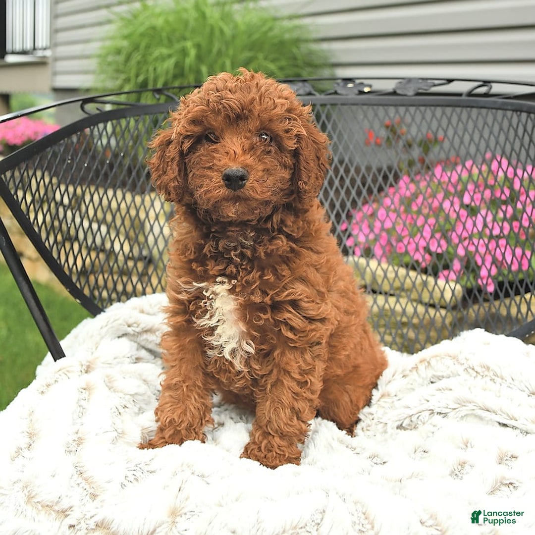 Mini Goldendoodle dogs for sale: Lacey - Image 9