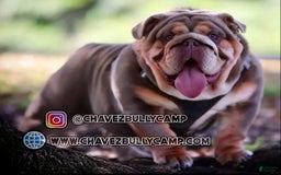 English Bulldog dogs for sale: Al capone - Image 7
