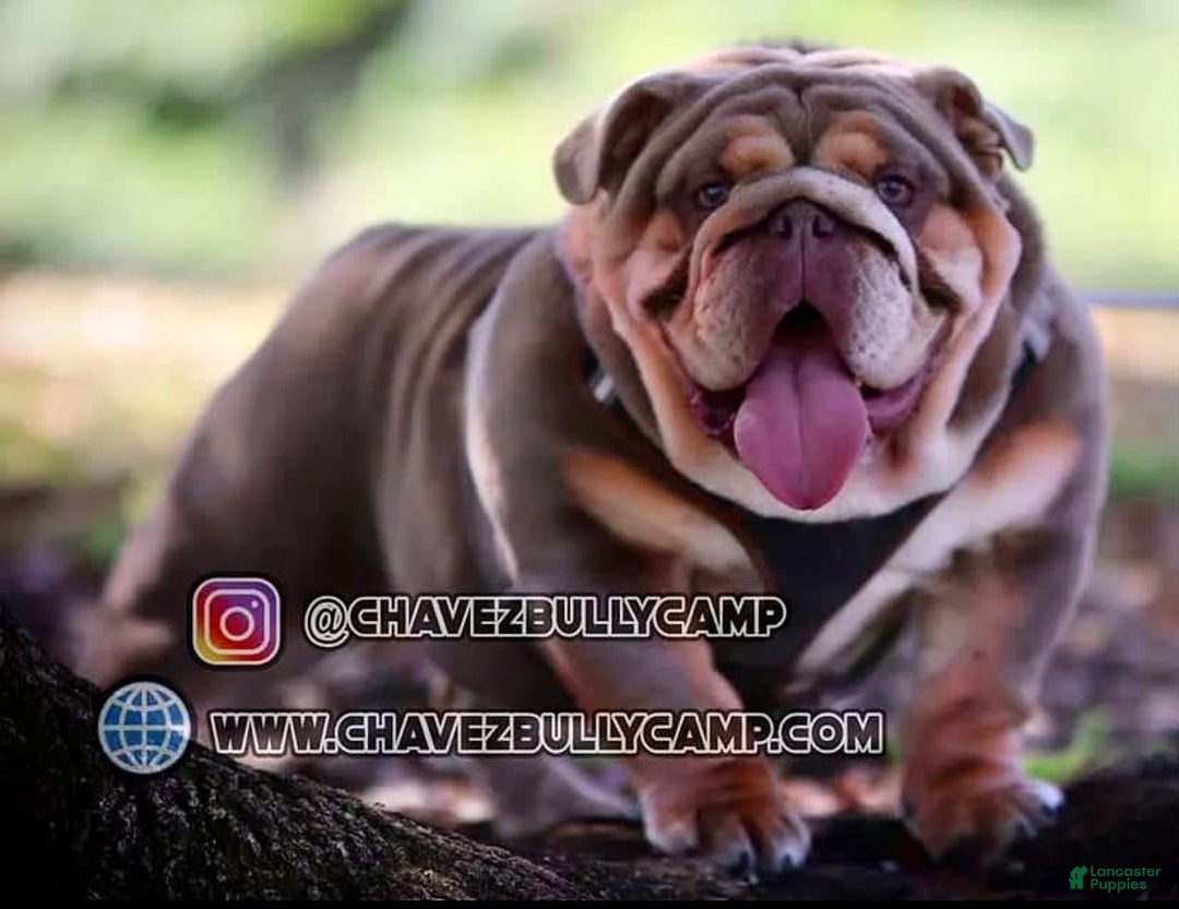 English Bulldog dogs for sale: Al capone - Image 7